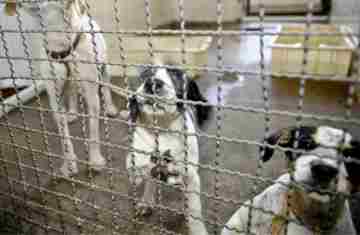  Projeto aprovado na Câmara proíbe uso de animais em testes cosméticos 